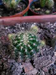 Echinopsis