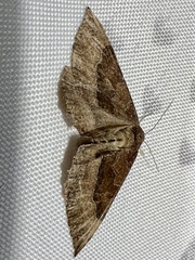 Larentia clavaria