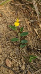 Crotalaria chinensis