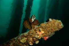 Pseudogoniistius nigripes