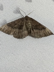 Larentia clavaria