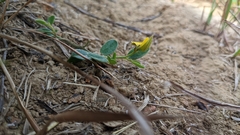 Crotalaria chinensis