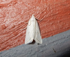 Schoenobiinae