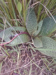 Ledebouria ovatifolia ovatifolia