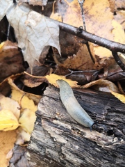 Krynickillus melanocephalus