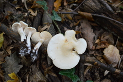 Tricholoma album