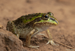 Ranoidea alboguttata