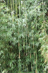 Bambusa vulgaris