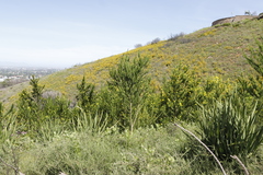 Aspalathus macrantha