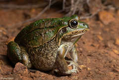 Ranoidea alboguttata