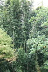 Bambusa vulgaris