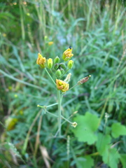 Diplotaxis tenuifolia