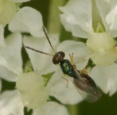 Tetrastichinae