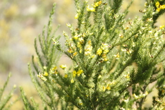 Aspalathus macrantha