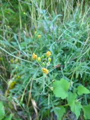 Diplotaxis tenuifolia