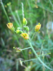 Diplotaxis tenuifolia