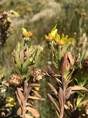 Oedera calycina