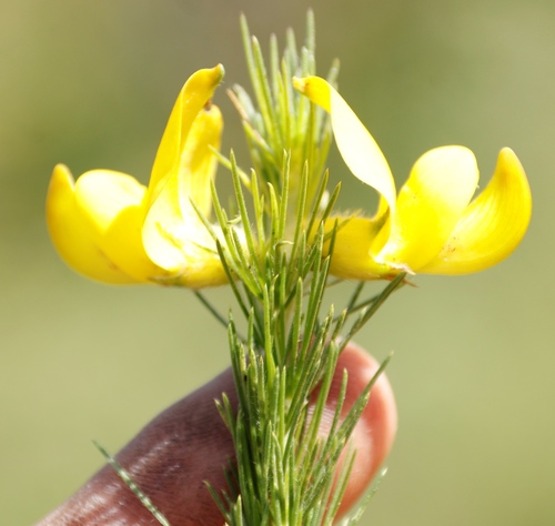 Image of Bigflower Capegorse (Aspalathus macrantha) by (c) Tony Rebelo, some rights reserved (CC BY-SA)