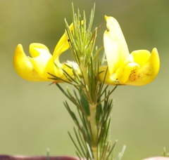 Aspalathus macrantha