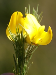 Aspalathus macrantha