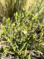 Diosma oppositifolia
