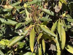 Rhododendron catawbiense