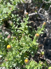 Bajacalia tridentata