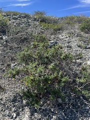 Bajacalia tridentata