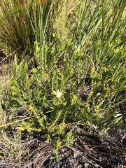 Diosma oppositifolia