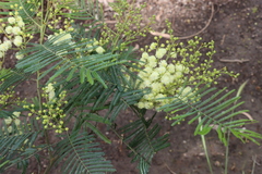 Acacia mearnsii