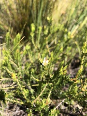 Diosma oppositifolia