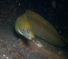 Gymnothorax castaneus