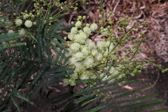 Acacia mearnsii