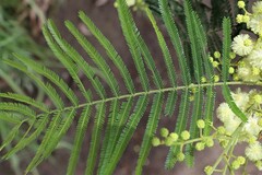 Acacia mearnsii