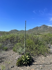 Agave margaritae