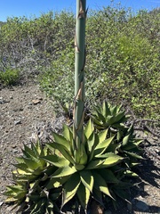 Agave margaritae