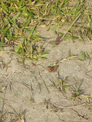 Papilionoidea