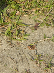 Papilionoidea