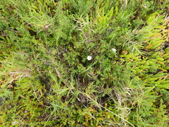 Frankenia pauciflora