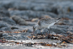 Limosa lapponica baueri