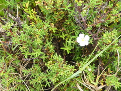 Frankenia pauciflora