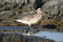 Limosa lapponica baueri