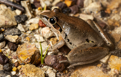 Litoria latopalmata