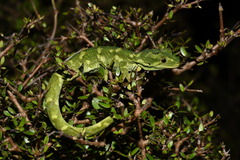 Naultinus rudis