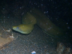 Gymnothorax castaneus
