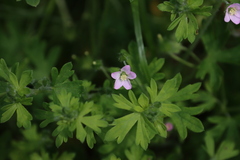Geranium gardneri