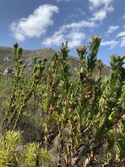 Protea compacta