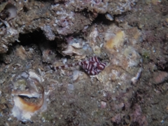 Baseodiscus mexicanus