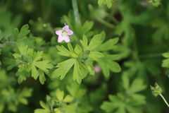 Geranium gardneri