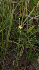 Striga asiatica